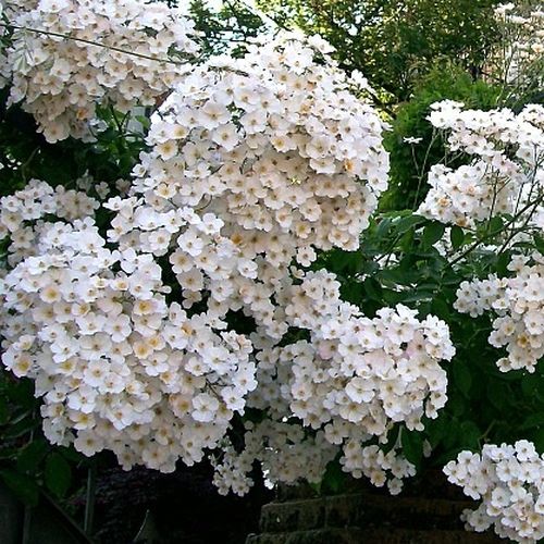 Gärtnerei - Rosa Kiftsgate - weiß - ramblerrosen - diskret duftend - E. Murrell - Sie blüht mit einfachen Blüten gruppenweise von Juli bis August in großen Mängen.